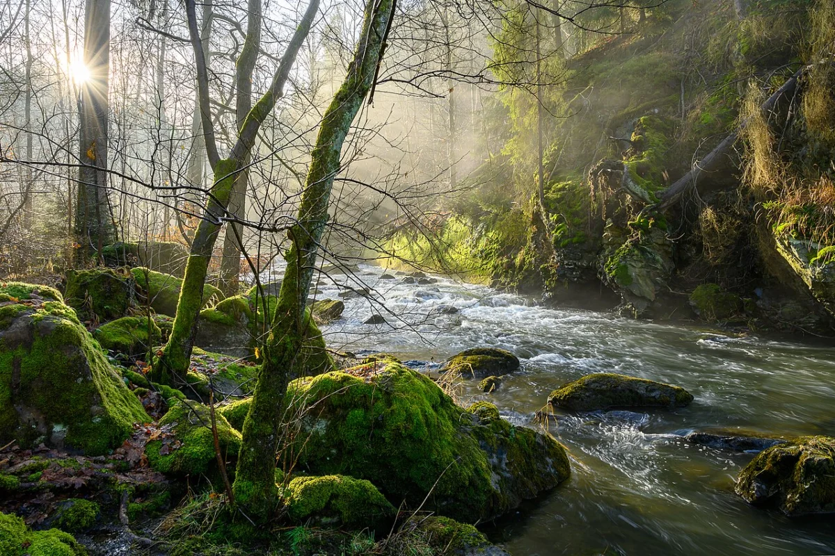 Morning sun streaming through mist over a mossy forest stream